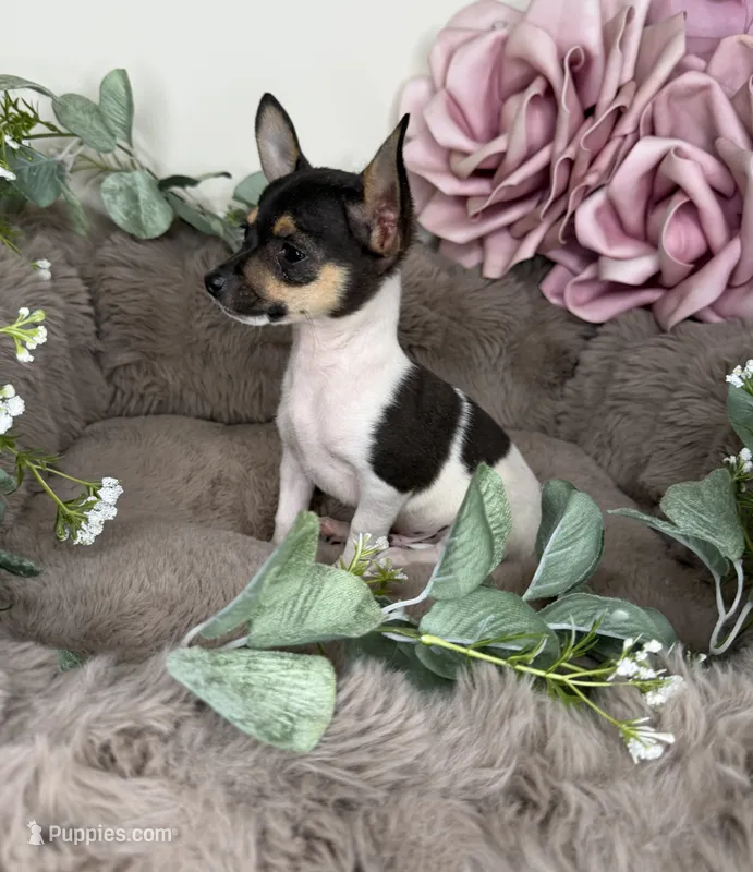 “Saint” Male Chihuahua – Chihuahua puppy for sale in Glen Allen, VA