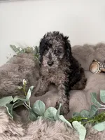 Meet Apollo, a male Poodle - Toy  for sale in Glen Allen, VA – 2 of 3