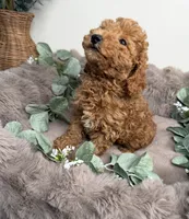 Honey 🍯 | Female Goldendoodle Puppy, a female Miniature Goldendoodle for sale in Glen Allen, VA – 2 of 4