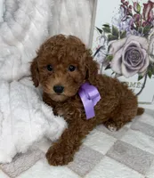 Muffin, a female Miniature Goldendoodle for sale in Glen Allen, VA – 5 of 10