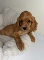 Winnie, a male Cocker Spaniel for sale in Glen Allen, VA – 5 of 6