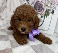 Muffin, a female Miniature Goldendoodle for sale in Glen Allen, VA – 7 of 10