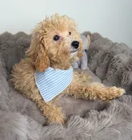 Biscuit, a male Cavapoo for sale in Glen Allen, VA – 4 of 4