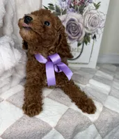 Muffin, a female Miniature Goldendoodle for sale in Glen Allen, VA – 9 of 10