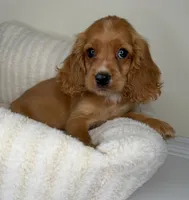 Winnie, a male Cocker Spaniel for sale in Glen Allen, VA – 6 of 6