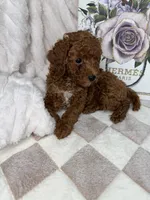 Royce, a male Miniature Goldendoodle for sale in Glen Allen, VA – 10 of 10