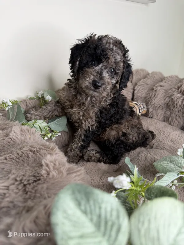 Meet Apollo – Poodle - Toy  puppy for sale in Glen Allen, VA