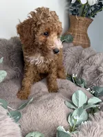 Delilah Female Cockapoo Puppy, a female Cockapoo for sale in Glen Allen, VA – 4 of 5