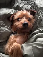 Milo, a male Yorkshire Terrier for sale in Portsmouth, VA – Photo 4 of 4