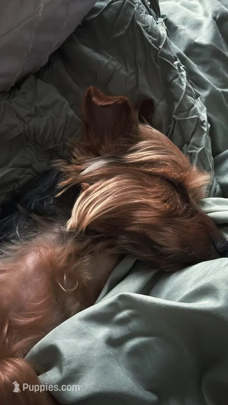 Milo – Yorkshire Terrier puppy for sale in Portsmouth, VA