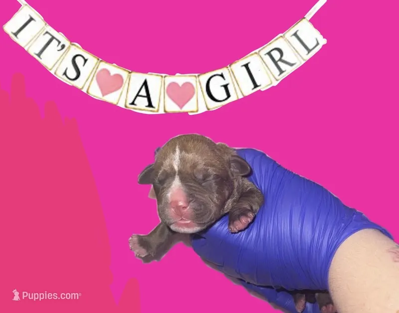 Peach – American Pit Bull Terrier, Cane Corso puppy for sale in Monessen, PA