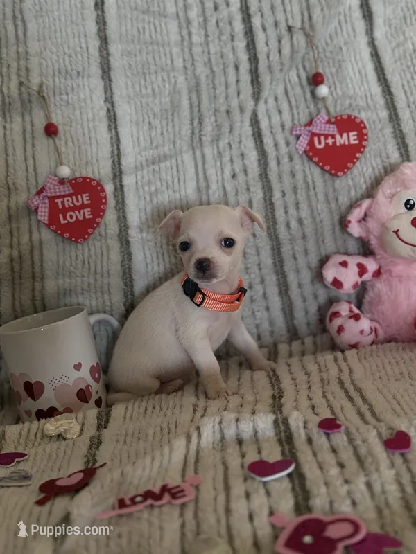 White tan orange collar