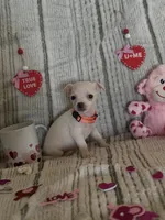 White tan orange collar, a male Chihuahua for sale in Campo, CA – Photo 1 of 5