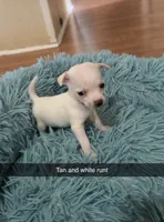 White tan orange collar, a male Chihuahua for sale in Campo, CA – Photo 2 of 5
