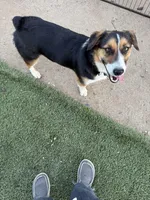Faith, a female Australian Cattle Dog and Pembroke Welsh Corgi for sale in Campo, CA – Photo 2 of 2