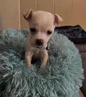 Light tan with yellow collar, a male Chihuahua for sale in Campo, CA – Photo 2 of 5