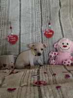 Light tan with yellow collar, a male Chihuahua for sale in Campo, CA – Photo 1 of 5