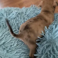 Merle beige collar, a male Chihuahua for sale in Campo, CA – Photo 4 of 7