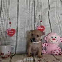 Merle beige collar, a male Chihuahua for sale in Campo, CA – Photo 1 of 7