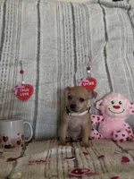 Merle beige collar, a male Chihuahua for sale in Campo, CA – Photo 1 of 7