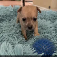 Merle beige collar, a male Chihuahua for sale in Campo, CA – Photo 3 of 7