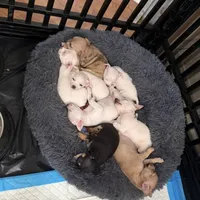 Merle beige collar, a male Chihuahua for sale in Campo, CA – Photo 7 of 7