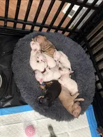 Merle beige collar, a male Chihuahua for sale in Campo, CA – Photo 7 of 7