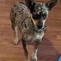 Merle beige collar, a male Chihuahua for sale in Campo, CA – Photo 5 of 7
