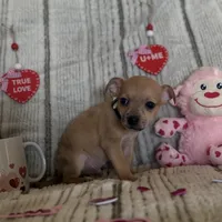 Merle beige collar, a male Chihuahua for sale in Campo, CA – Photo 2 of 7
