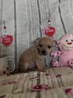 Merle beige collar, a male Chihuahua for sale in Campo, CA – Photo 2 of 7