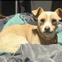 Merle beige collar, a male Chihuahua for sale in Campo, CA – Photo 6 of 7