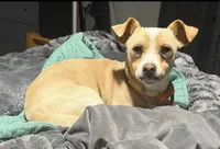 Merle beige collar, a male Chihuahua for sale in Campo, CA – Photo 6 of 7