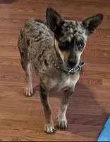 White with black collar, a male Chihuahua for sale in Campo, CA – Photo 4 of 6