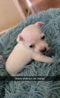 White with black collar, a male Chihuahua for sale in Campo, CA – Photo 3 of 6