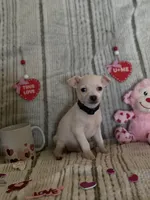 White with black collar, a male Chihuahua for sale in Campo, CA – Photo 1 of 6