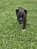 Dinger, a male Frenchton for sale in Merryville, LA – 5 of 5