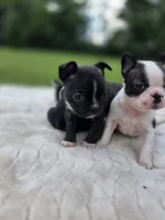 Dinger, a male Frenchton for sale in Merryville, LA – 3 of 5