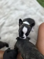 Triple, a female Frenchton for sale in Merryville, LA – 3 of 3
