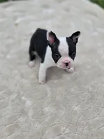 Homerun, a female Frenchton for sale in Merryville, LA – 2 of 2