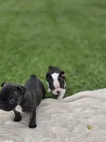 Double, a male Frenchton for sale in Merryville, LA – 3 of 3