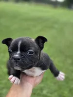 Dinger, a male Frenchton for sale in Merryville, LA – 2 of 5