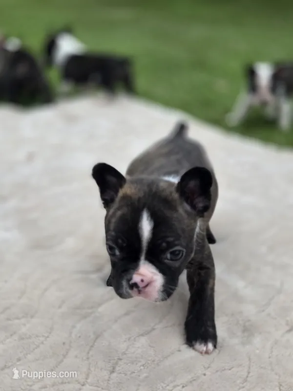 Bunt – Frenchton puppy for sale in Merryville, LA