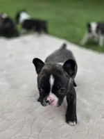 Bunt, a male Frenchton for sale in Merryville, LA – 1 of 2