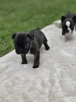 Double, a male Frenchton for sale in Merryville, LA – 2 of 3