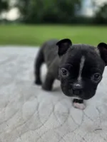 Dinger, a male Frenchton for sale in Merryville, LA – 4 of 5