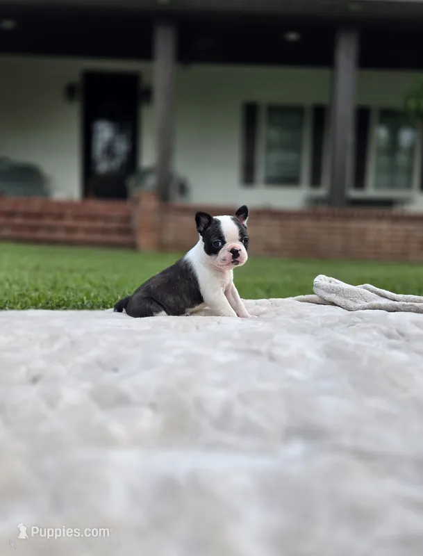 Single – Frenchton puppy for sale in Merryville, LA