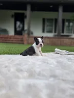 Single, a female Frenchton for sale in Merryville, LA – 1 of 3