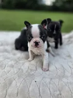 Single, a female Frenchton for sale in Merryville, LA – 3 of 3