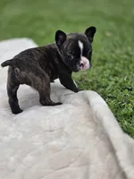Bunt, a male Frenchton for sale in Merryville, LA – 2 of 2