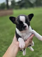 Triple, a female Frenchton for sale in Merryville, LA – 1 of 3